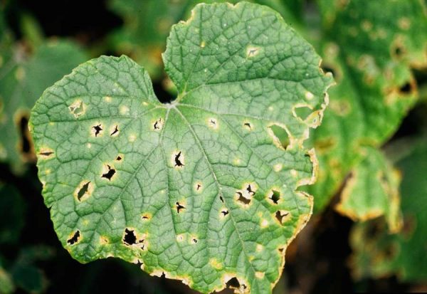 Antracnoza cucurbitaceelor