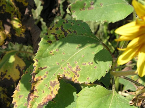 Arsura bacteriană a florii soarelui
