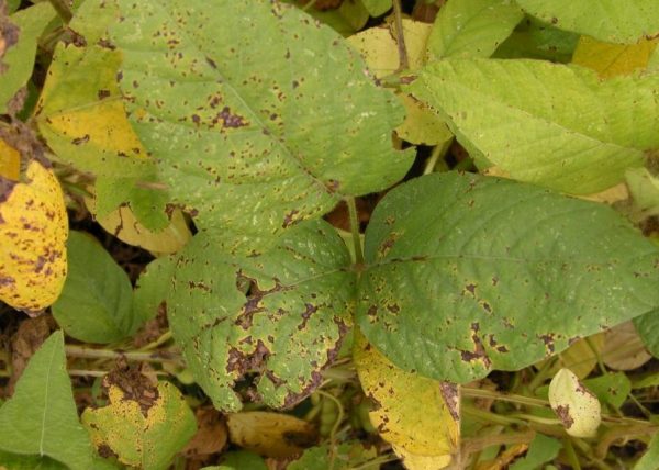 Arsura bacteriană a soiei