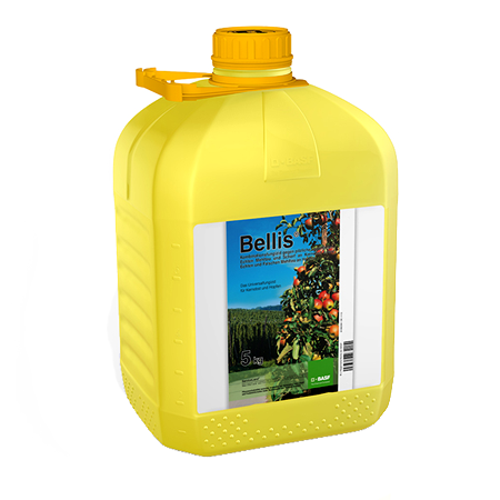 Bellis