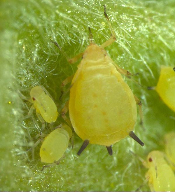 Păduchele verde al castraveţilor