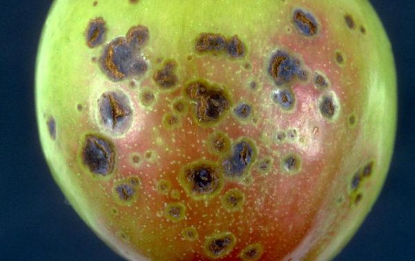 Ciuruirea bacteriană a frunzelor de sâmburoase