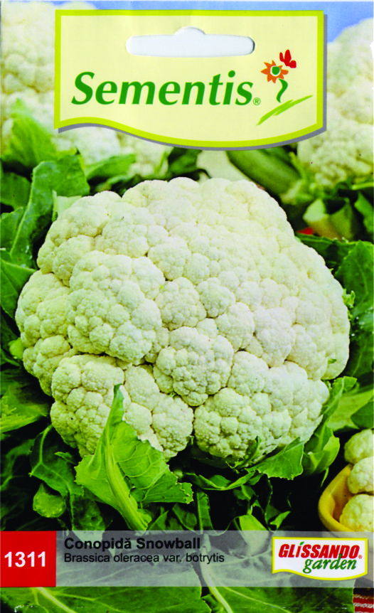 Conopidă Snowball