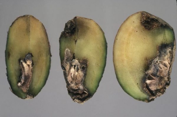 Gangrena / Fomoza