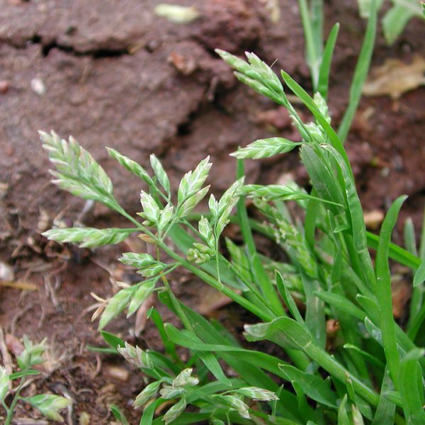 Hiruşor