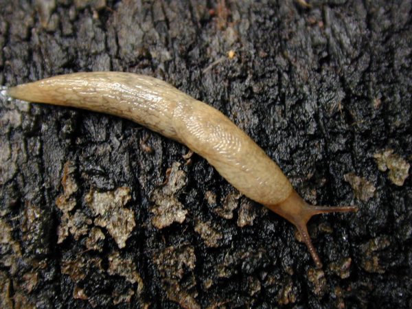 Limaxul gălbui