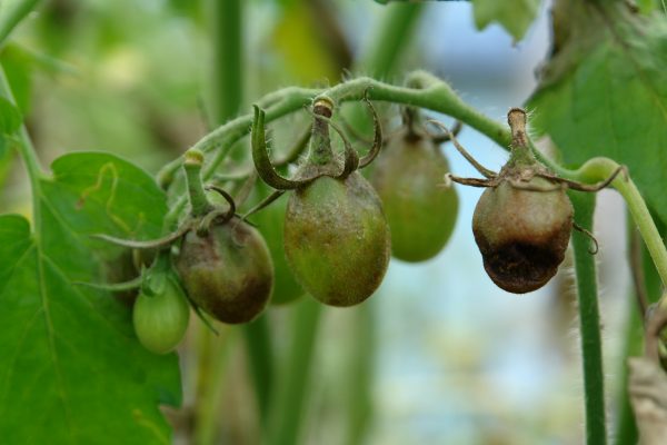 Mana tomatelor