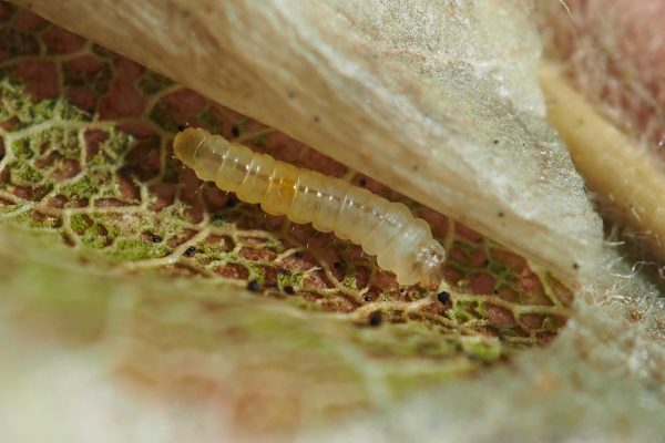 Minierul marmorat