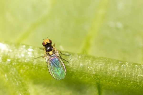 Musca minieră