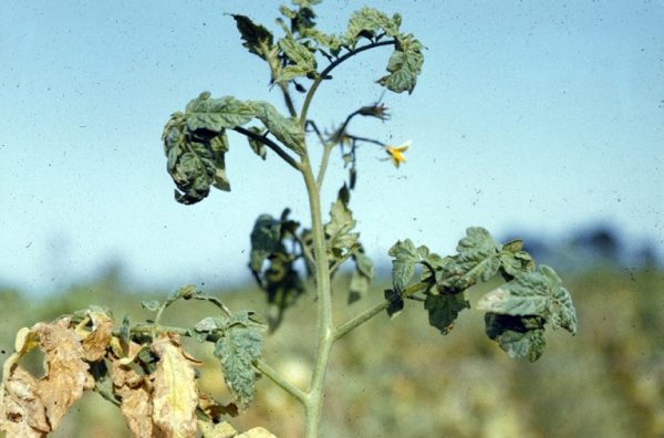 Ofilirea tomatelor