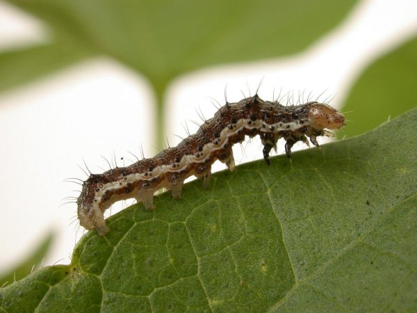 Omida fructelor