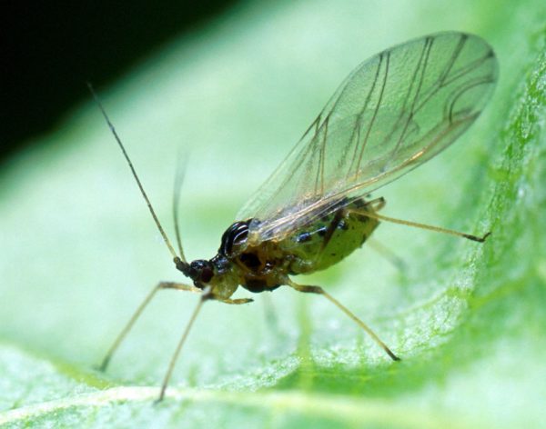 Păduchele verde al piersicului