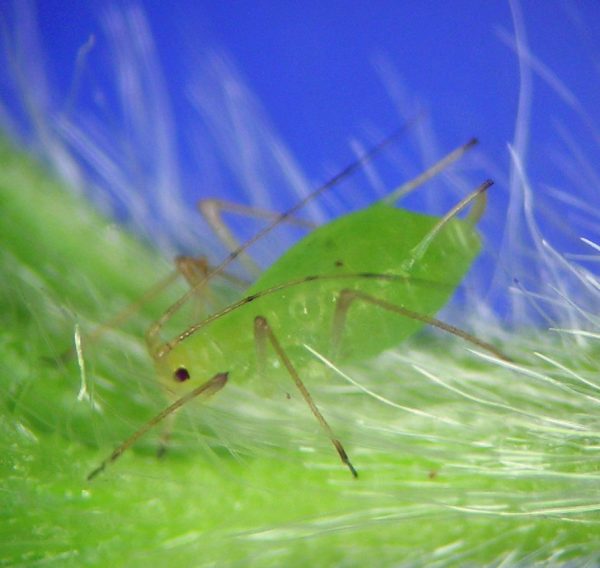 Păduchele verde al solanaceelor