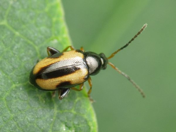 Puricii cruciferelor