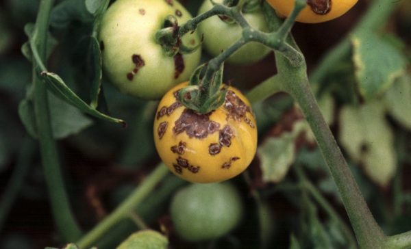 Putregaiul fructelor de tomate