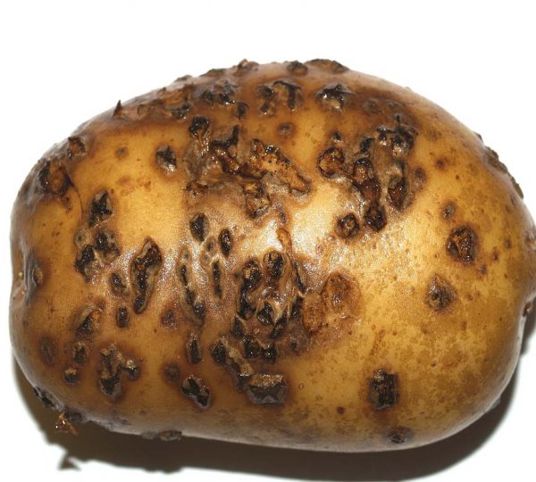 Râia făinoasă