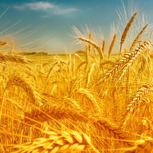 Semințe Biocrop