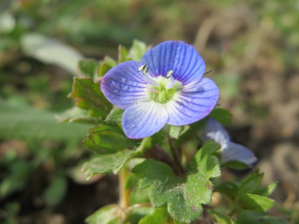 Ventrilica
