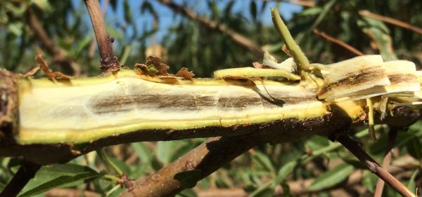 Verticilioza / Ofilirea sâmburoaselor